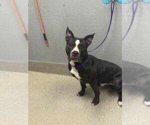 American Pit Bull Terrier-Unknown Mix Dogs for adoption in Las Vegas, NV, USA