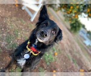 Border-Aussie Dogs for adoption in  Ramona, CA, USA