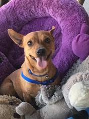 Chiweenie Dogs for adoption in Rancho Santa Fe, CA, USA