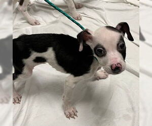 Border Collie-Unknown Mix Dogs for adoption in Las Vegas, NV, USA