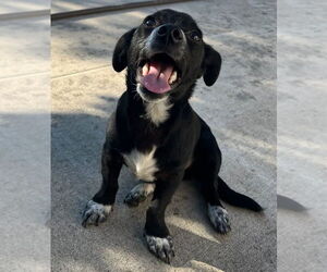 Australian Shepherd-Chihuahua Mix Dogs for adoption in San Bernardino, CA, USA