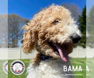 Labradoodle Dogs for adoption in Newfield, NJ, USA