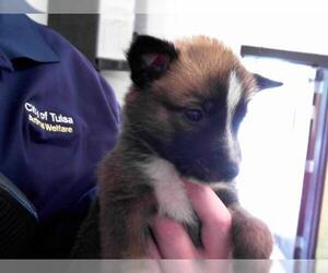German Shepherd Dog-Unknown Mix Dogs for adoption in Tulsa, OK, USA
