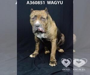 American Pit Bull Terrier Dogs for adoption in Stockton, CA, USA