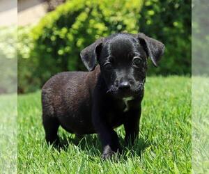 Chihuahua-Unknown Mix Dogs for adoption in San Diego, CA, USA