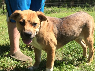 Bogle Dogs for adoption in Redfield, AR, USA
