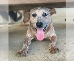 Catahoula Leopard Dog-Unknown Mix Dogs for adoption in Boston, MA, USA
