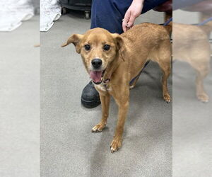 Border Terrier-Unknown Mix Dogs for adoption in Forestville, MD, USA