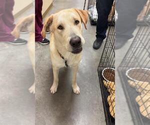 Labrador Retriever-Unknown Mix Dogs for adoption in Texas City, TX, USA