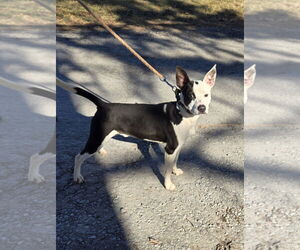 Mutt Dogs for adoption in Rustburg, VA, USA