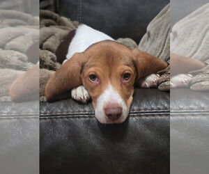 Beagle-Unknown Mix Dogs for adoption in Hillsboro, MO, USA