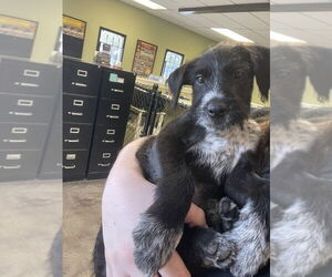 Labrador Retriever-Unknown Mix Dogs for adoption in Evansville, IN, USA