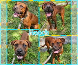 Boxer-Rhodesian Ridgeback Mix Dogs for adoption in Blacksburg, SC, USA