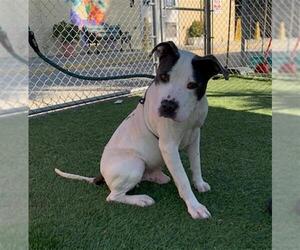 American Pit Bull Terrier Dogs for adoption in Downey, CA, USA