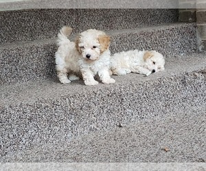 Poodle (Toy) Dogs for adoption in Mechanicsburg, PA, USA