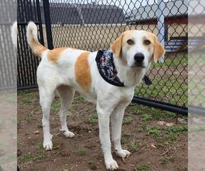 American Foxhound-Unknown Mix Dogs for adoption in San Antonio, TX, USA