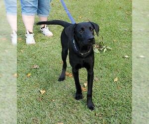 German Shorthaired Lab Dogs for adoption in New Smyrna Beach, FL, USA