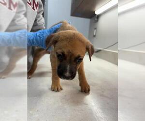 Shepradors Dogs for adoption in Baytown, TX, USA