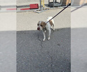 Medium Photo #1 Mutt Puppy For Sale in Stockton, CA, USA