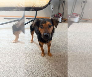 Mutt Dogs for adoption in Brooklyn Center, MN, USA