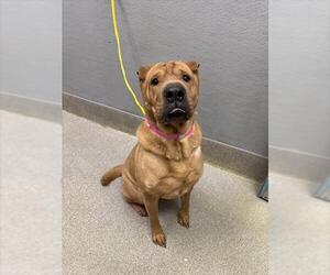 Chinese Shar-Pei-Unknown Mix Dogs for adoption in Las Vegas, NV, USA