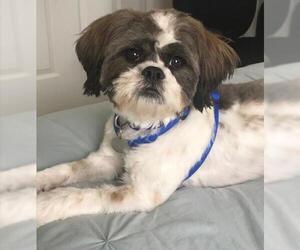 Shih Tzu Dogs for adoption in Greensboro, NC, USA