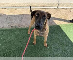 Mutt Dogs for adoption in HESPERIA, CA, USA
