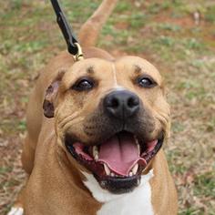 Boxer-Unknown Mix Dogs for adoption in Atlanta, GA, USA