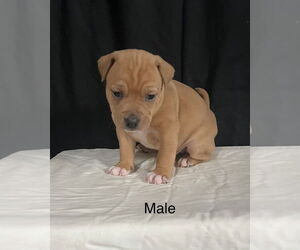 American Staffordshire Terrier-Labrador Retriever Mix Dogs for adoption in Brewster, NY, USA