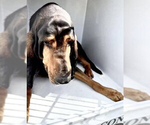 Black and Tan Coonhound Dogs for adoption in Houston, TX, USA