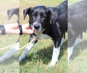 Lab-Pointer Dogs for adoption in Abbeville, LA, USA