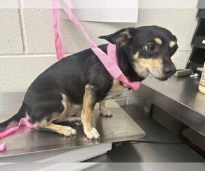 Chipin Dogs for adoption in San Bernardino, CA, USA