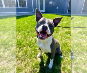 American Pit Bull Terrier-Unknown Mix Dogs for adoption in Duluth, MN, USA
