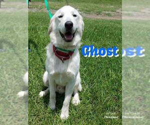 Great Pyrenees Dogs for adoption in Redfield, AR, USA