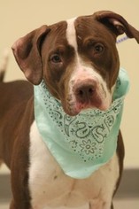 American Pit Bull Terrier-Unknown Mix Dogs for adoption in spartanburg, SC, USA