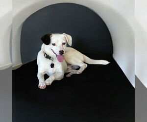 Mutt Dogs for adoption in Menifee, CA, USA