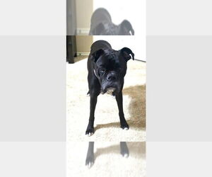 Boxer Dogs for adoption in Austin, TX, USA