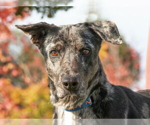 Catahoula Leopard Dog-Unknown Mix Dogs for adoption in San Andreas, CA, USA