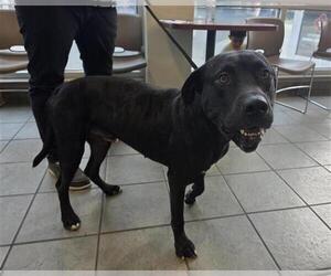 Labrador Retriever-Unknown Mix Dogs for adoption in San Antonio, TX, USA