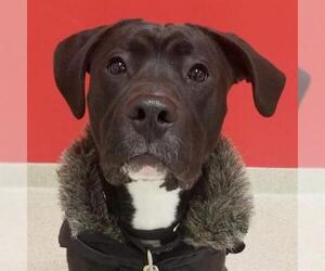 American Pit Bull Terrier-Labrador Retriever Mix Dogs for adoption in Dedham, MA, USA