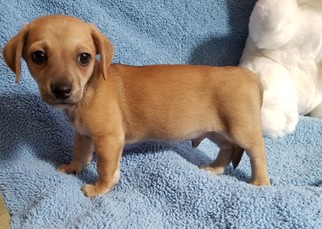 Dachshund-Unknown Mix Dogs for adoption in Stockton, CA, USA
