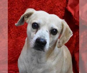 Dachshund Dogs for adoption in Eureka, CA, USA