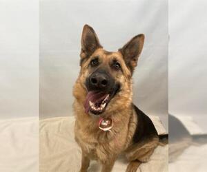 German Shepherd Dog Dogs for adoption in Fort Collins, CO, USA