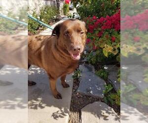 Labrador Retriever Dogs for adoption in Newport Beach, CA, USA