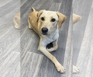 Labrador Retriever-Unknown Mix Dogs for adoption in Pleasanton, TX, USA