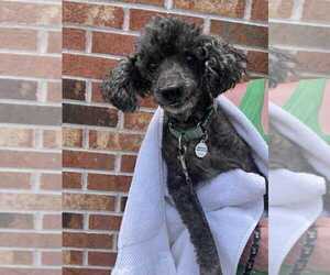 Poodle (Miniature) Dogs for adoption in Candler, NC, USA