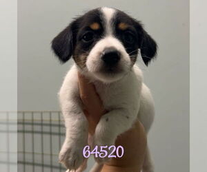 Mutt Dogs for adoption in Chico, CA, USA