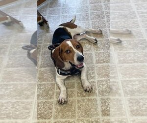 Bagle Hound Dogs for adoption in Tampa, FL, USA