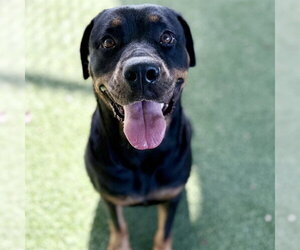 Rottweiler Dogs for adoption in Tavares, FL, USA