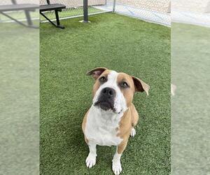 American Pit Bull Terrier-Unknown Mix Dogs for adoption in Downey, CA, USA